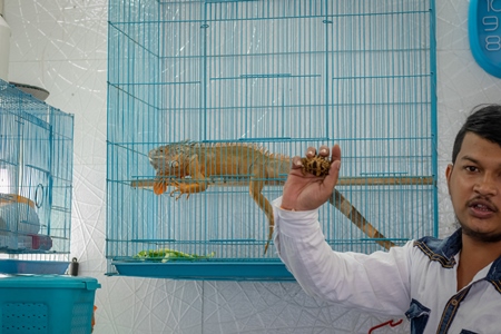 Iguana in cage on sale illegally as pet at Crawford pet market in Mumbai