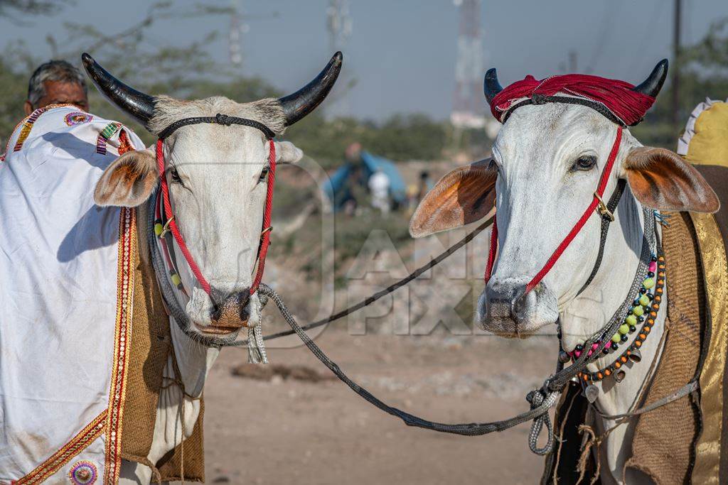 Indian cows or bullocks tied up with nose ropes and wearing blankets at Nagaur Cattle Fair, Nagaur, Rajasthan, India, 2022