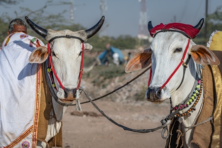 Indian cows or bullocks tied up with nose ropes and wearing blankets at Nagaur Cattle Fair, Nagaur, Rajasthan, India, 2022