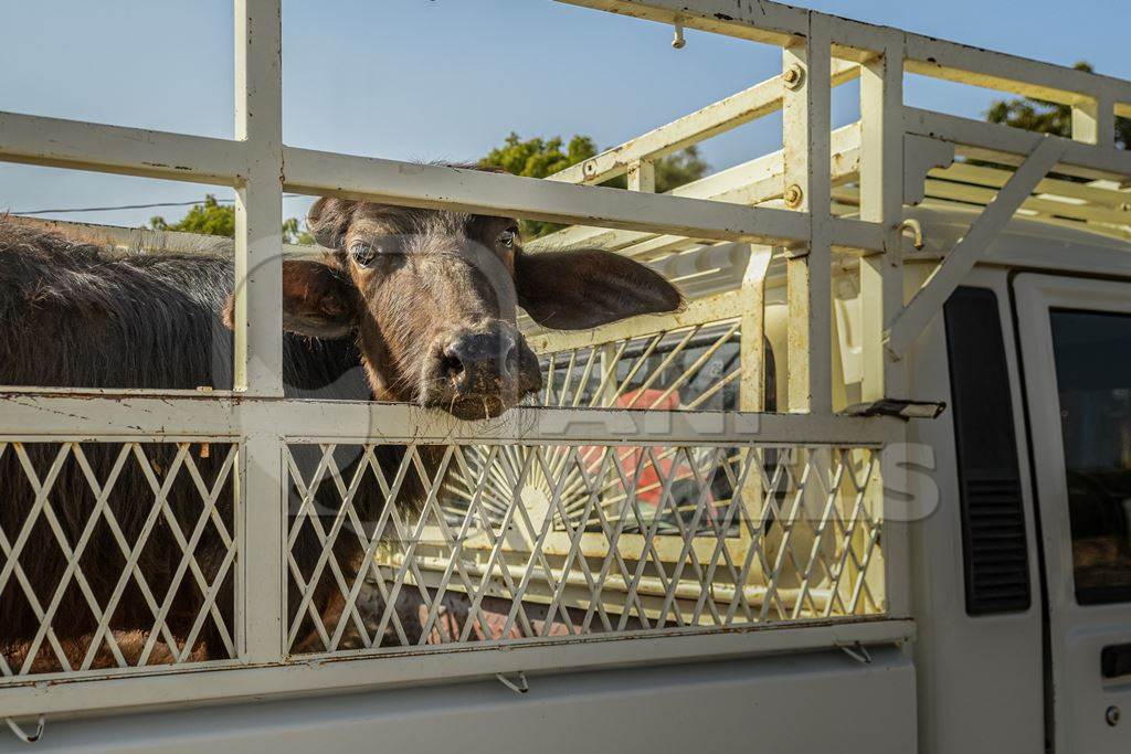 Indian buffalo calf in a transport truck at Nagaur Cattle Fair, Nagaur, Rajasthan, India, 2022