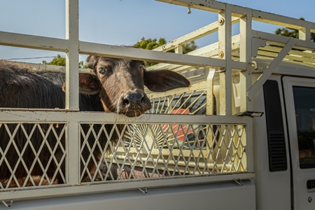 Indian buffalo calf in a transport truck at Nagaur Cattle Fair, Nagaur, Rajasthan, India, 2022