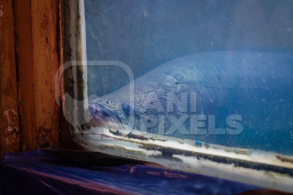 Fish lying on the bottom of a dirty tank at an underwater fish tunnel expo aquarium in Pune, Maharashtra, India, 2024