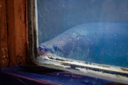 Fish lying on the bottom of a dirty tank at an underwater fish tunnel expo aquarium in Pune, Maharashtra, India, 2024