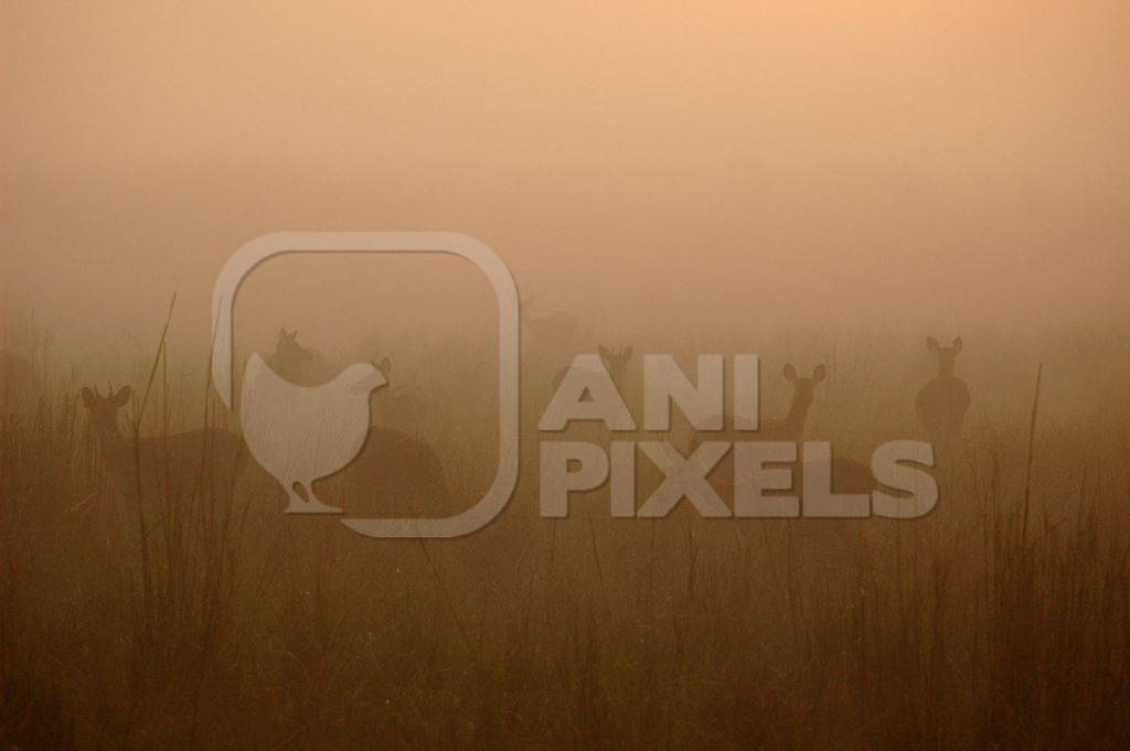 Herd of sambar deer in Kaziranga Park, Assam