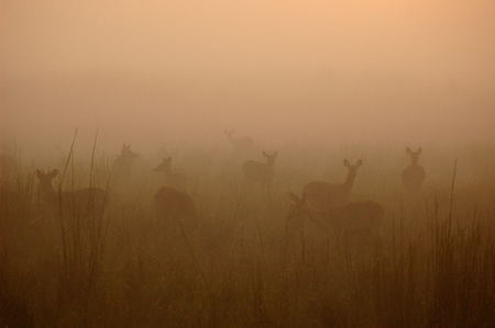 Herd of sambar deer in Kaziranga Park, Assam
