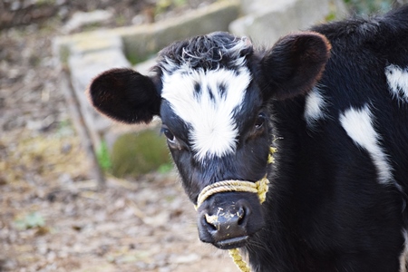 Black and white dairy calf tied with rope