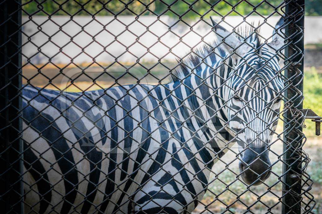 Close up of single, lonely male zebra kept in enclosure in Patna zoo