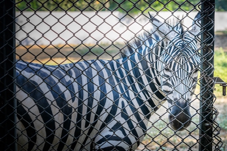 Close up of single, lonely male zebra kept in enclosure in Patna zoo