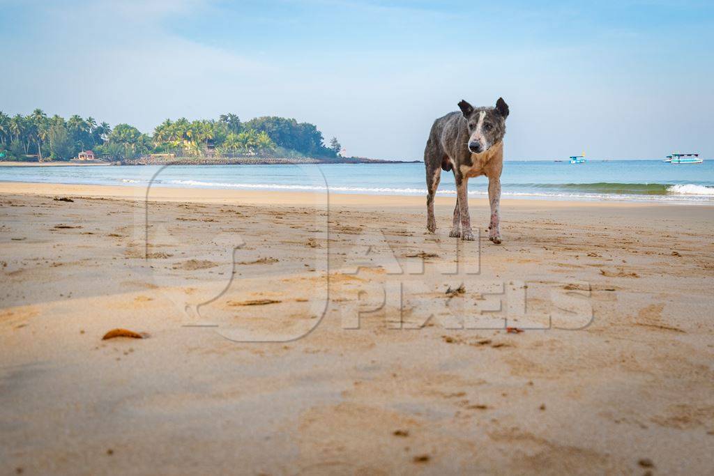 Old stray Indian street dog with skin infection or mange on the beach in Maharashtra, India