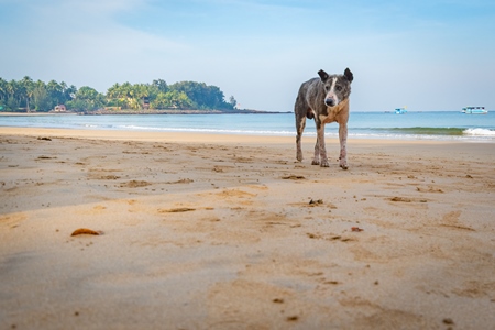 Old stray Indian street dog with skin infection or mange on the beach in Maharashtra, India