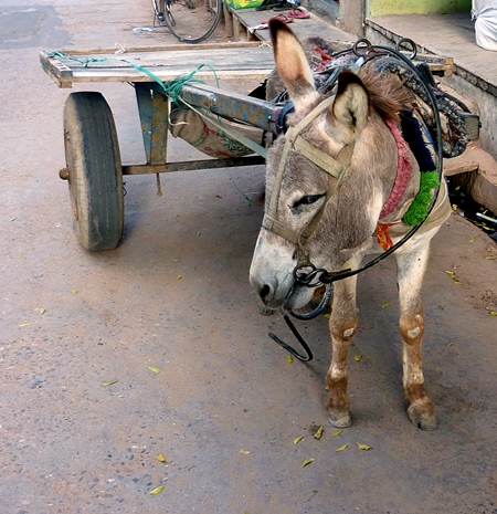 Grey donkey pulling cart in street