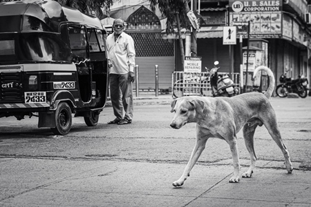 Indian stray or street pariah dogs on road in black and white in urban city of Pune, Maharashtra, India, 2021