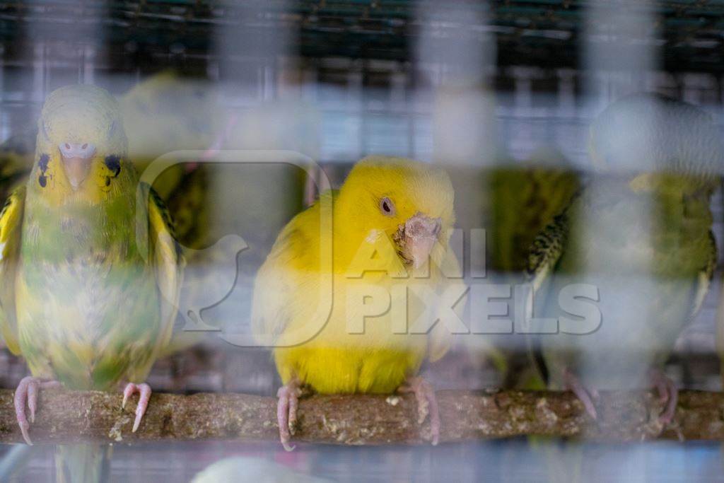 Cockatiels or budgerigars in cage on sale at Crawford pet market