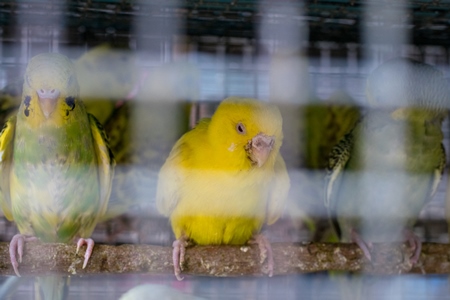 Cockatiels or budgerigars in cage on sale at Crawford pet market