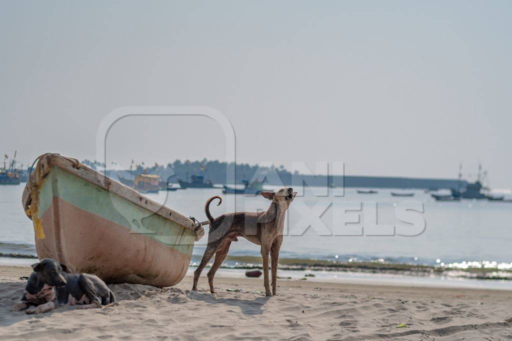 Stray Indian street dogs next to  boat on the beach in Maharashtra, India with sea in the background
