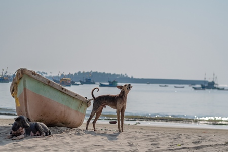 Stray Indian street dogs next to  boat on the beach in Maharashtra, India with sea in the background