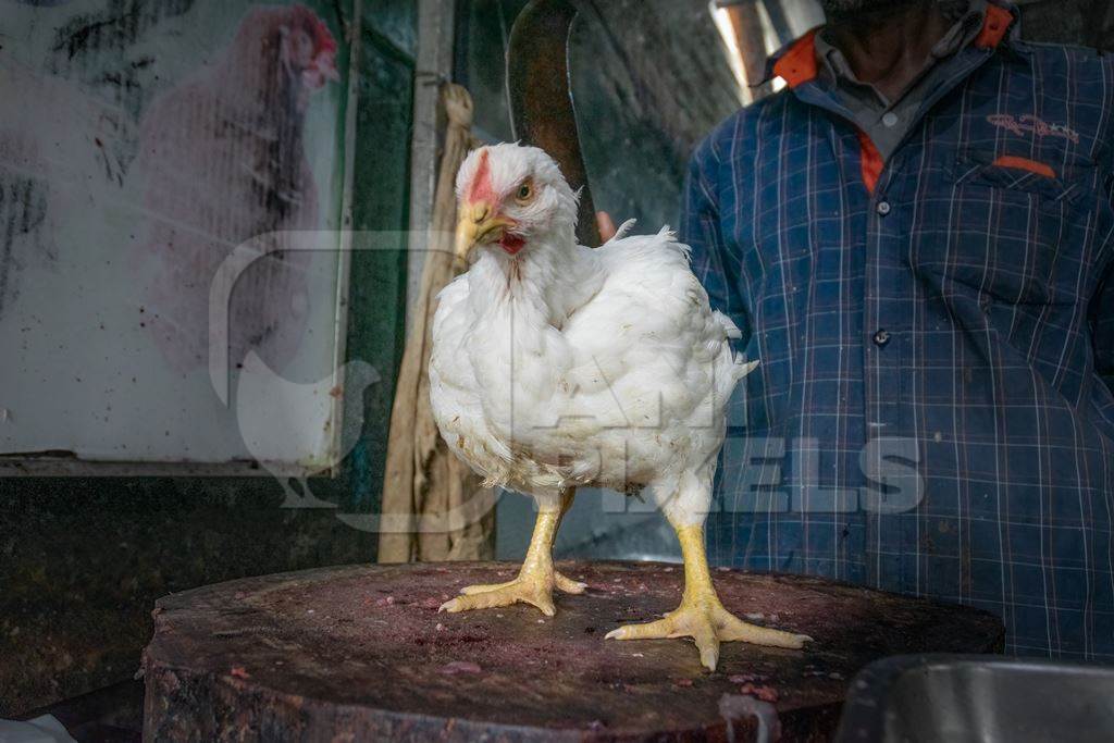 Indian broiler chicken on chopping block with butcher holding knife at a chicken meat shop in a live animal market, Kerala, India, 2018