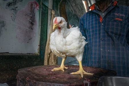 Indian broiler chicken on chopping block with butcher holding knife at a chicken meat shop in a live animal market, Kerala, India, 2018