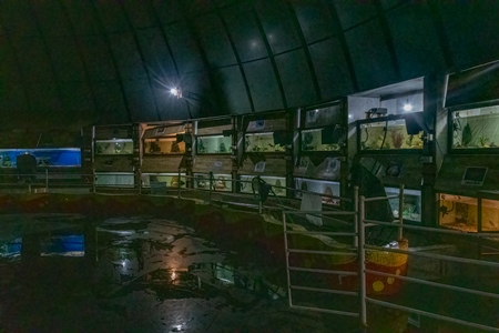 Rows of aquarium tanks containing exotic fish at Dolphin aquarium mini zoo in Mumbai, India, 2019
