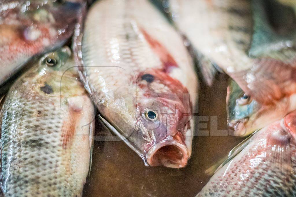 Alive fish on sale gasping in distress at the Mothers