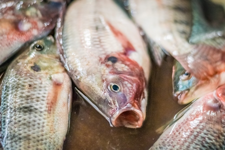 Alive fish on sale gasping in distress at the Mothers