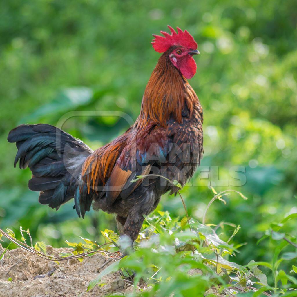 Cockerel crowing in a field with green background