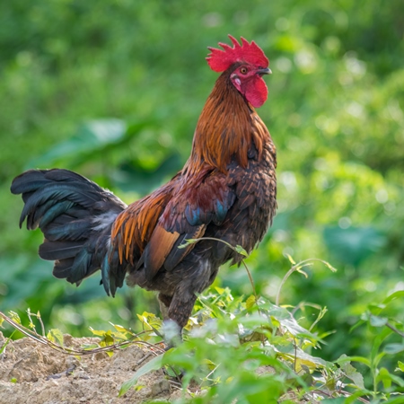 Cockerel crowing in a field with green background