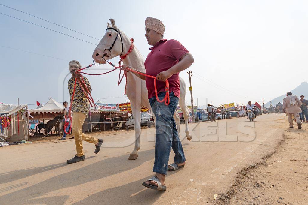 Two men leading a white Indian horse at a horse fair inside Pushkar camel fair in Pushkar, Rajasthan in India