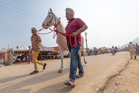 Two men leading a white Indian horse at a horse fair inside Pushkar camel fair in Pushkar, Rajasthan in India