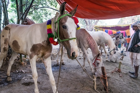 White horses tied up in a line and eating at Sonepur cattle fair