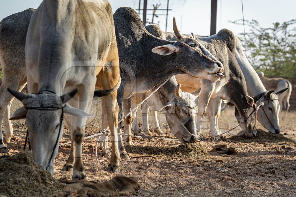 Indian cows or bullocks tied up with nose ropes eating at Nagaur Cattle Fair, Nagaur, Rajasthan, India, 2022