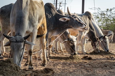 Indian cows or bullocks tied up with nose ropes eating at Nagaur Cattle Fair, Nagaur, Rajasthan, India, 2022
