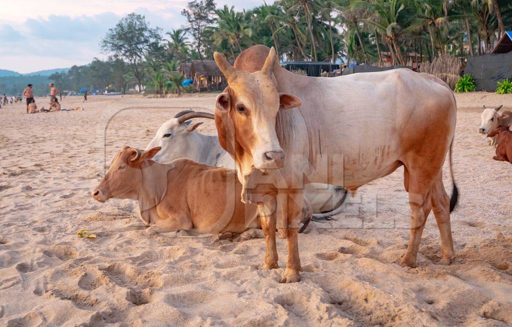 Many cows on the beach in Goa, India