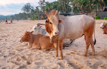 Many cows on the beach in Goa, India