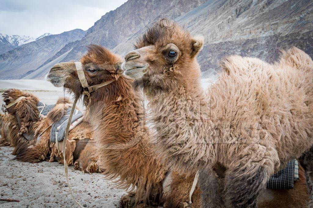 Bactrian camels harnessed ready for tourist animal rides at Pangong Lake in Ladakh