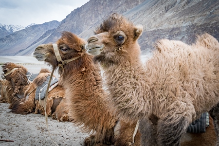 Bactrian camels harnessed ready for tourist animal rides at Pangong Lake in Ladakh