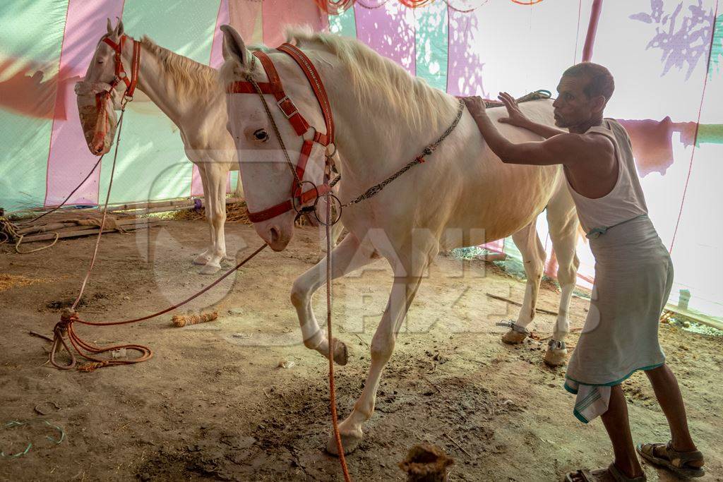 White horses tied up on show in a tent at Sonepur horse fair or mela in rural Bihar, India