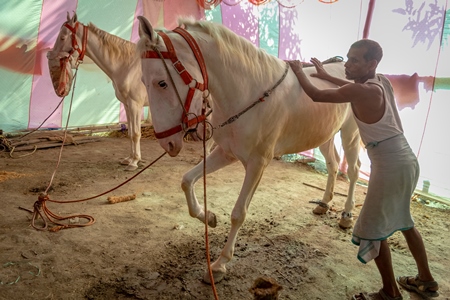 White horses tied up on show in a tent at Sonepur horse fair or mela in rural Bihar, India