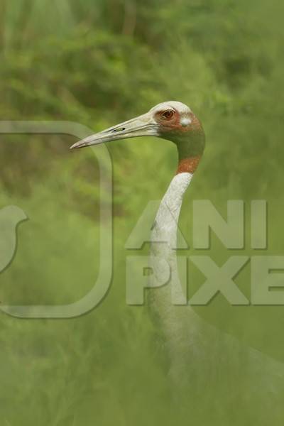 Sarus crane in green foliage