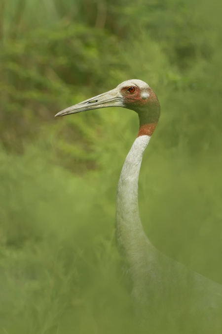 Sarus crane in green foliage