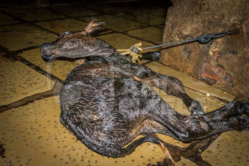 Small sad newborn baby calf tied up alone  in a urban dairy