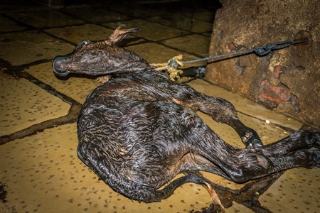 Small sad newborn baby calf tied up alone  in a urban dairy