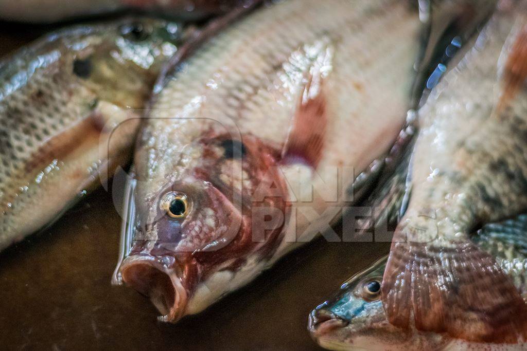 Alive fish on sale gasping in distress at the Mothers