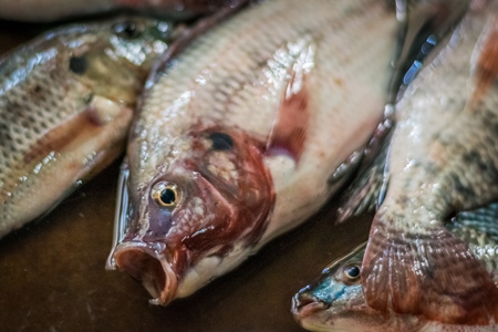 Alive fish on sale gasping in distress at the Mothers