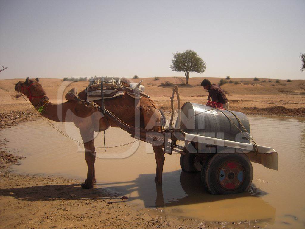 Working camel harnessed to cart carrying water used for animal labour in India