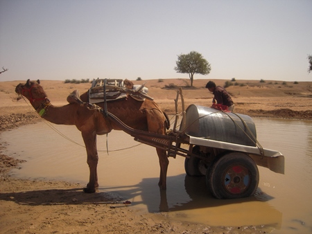 Working camel harnessed to cart carrying water used for animal labour in India