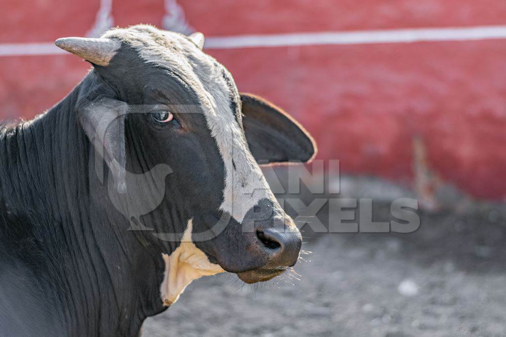 Indian black and white cow or bull or bullock with red background in street in city of Bikaner in Rajasthan, India