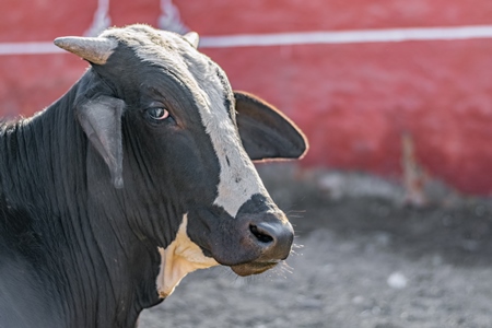 Indian black and white cow or bull or bullock with red background in street in city of Bikaner in Rajasthan, India