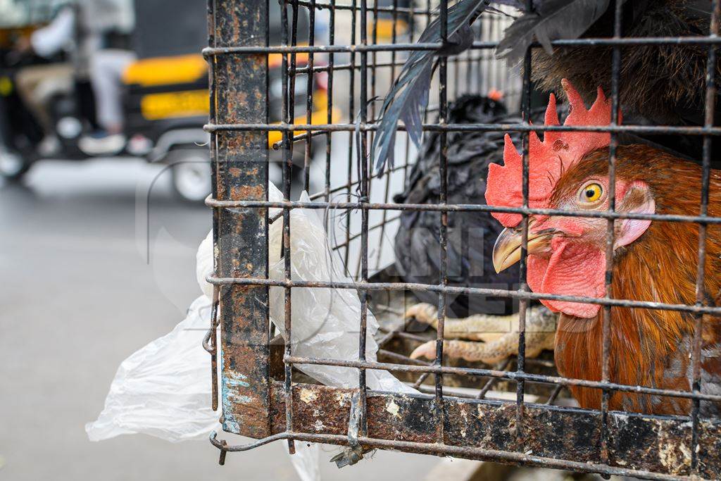 Indian chickens or hens on sale in cages at a live animal market on the roadside at Juna Bazaar in Pune, Maharashtra, India, 2021