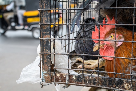 Indian chickens or hens on sale in cages at a live animal market on the roadside at Juna Bazaar in Pune, Maharashtra, India, 2021